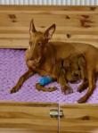 27.5.2025 PUPPIES!!